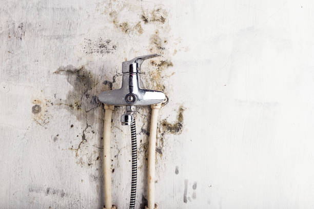Best Professional Mold Removal  in Brice Prairie, WI