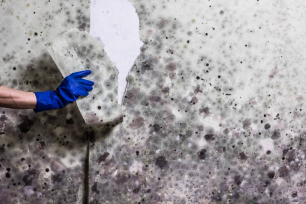 Best Office Mold Removal Services  in Brice Prairie, WI
